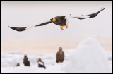 Steller`s Eagle (Jättehavsörn)