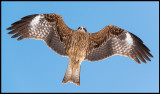 Black Kite (Brun glada) - Lake Furen