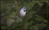 Crested Tit (Tofsmes) - my favourite bird.....