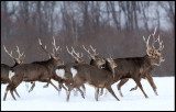 Sika Deers at Akan Crane center