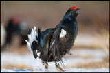 Finally - It`s springtime!! Black Grouse lekking after a long winter