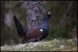 Capercaillie displays at the lekking place - Västmanland Sweden