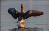Greylag Goose (Grgs) - Trnninge