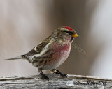 _MG_9686-CommonRedpoll.jpg