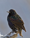 European Starling