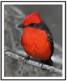 Vermilion Flycatcher