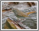 Hermit Thrush