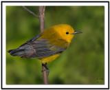 Prothonotary Warbler