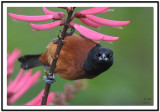 Orchard Oriole