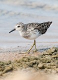 Long-toed Stint