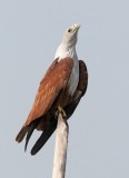 Brahminy Kite