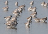 Great Knot