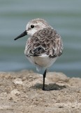 Red-necked Stint