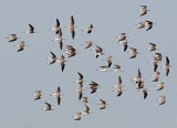 Marsh Sandpiper