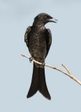 Black Drongo