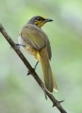 Stripe-throated Bulbul