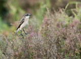 Siberian Stonechat