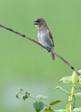 Scaly-breasted Munia