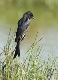 Black Drongo