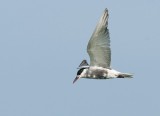 Whiskered Tern