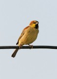 Plain-backed Sparrow