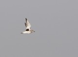 Grey Plover