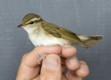 Pale-legged Leaf Warbler