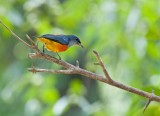 Orange-bellied Flowerpecker