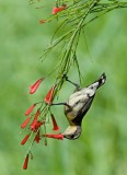 Purple Sunbird