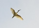 Black-headed Ibis