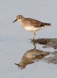 Long-toed Stint