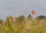 Cinnamon Bittern