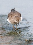 Temmincks Stint