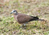 Red-collared Dove