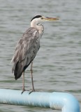 Grey Heron