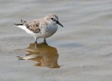 Red-necked Stint