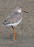 Spotted Redshank