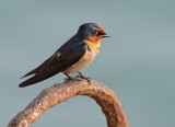 Pacific Swallow