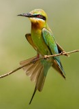 Bee-eaters, Kingfishers, Roller and Hoopoe