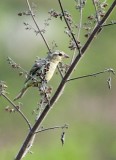 Plain-backed Sparrow