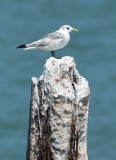 Kittiwake