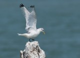 Kittiwake