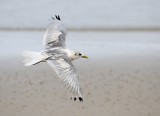 Kittiwake