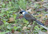 Black-throated Laughinthrush