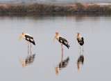 Painted Stork