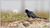 Great-tailed Grackle