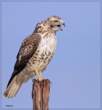 Red-tailed Hawk 