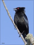 Bronzed Cowbird