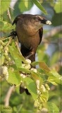 Great Tailed Grackle