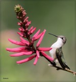 Ruby-throated Hummingbird